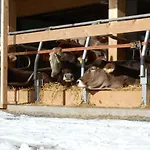 Apartment Hof Kurzamann Klosterle am Arlberg