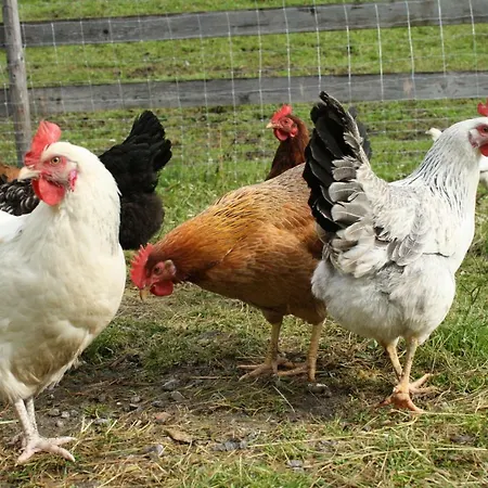 Hof Kurzamann Lägenhet